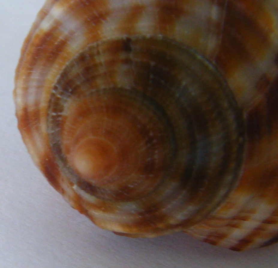 Phalium granulatum juv.